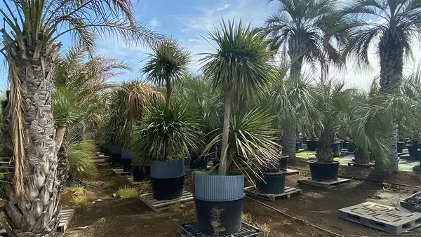 「海外希少樹木などを取扱う植栽大型専門プロショップ『Kayu style Botaniqa Atelier』が群馬県邑楽郡千代田町『植木の里』に誕生！2026年5月2日(土)グランドオープン！」の画像