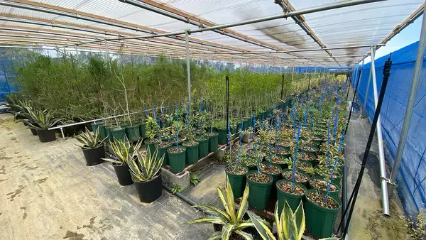 「海外希少樹木などを取扱う植栽大型専門プロショップ『Kayu style Botaniqa Atelier』が群馬県邑楽郡千代田町『植木の里』に誕生！2026年5月2日(土)グランドオープン！」の画像