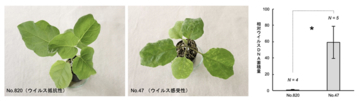 世界初！ 新しいウイルス抵抗性遺伝子をナスから特定　世界中の農作物のウイルス病被害低減に繋がる成果