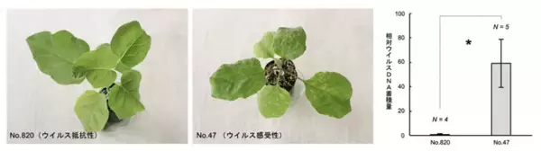 世界初！ 新しいウイルス抵抗性遺伝子をナスから特定　世界中の農作物のウイルス病被害低減に繋がる成果