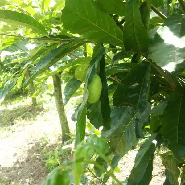 「横濱天蚕シルク新定番土産誕生」の画像