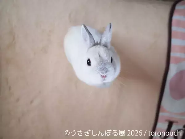 「10周年“うさぎの祭典”が開幕！200点超の作品＆限定グッズが集結「うさぎしんぼる展 2026」9/18(金)から東京で開催」の画像