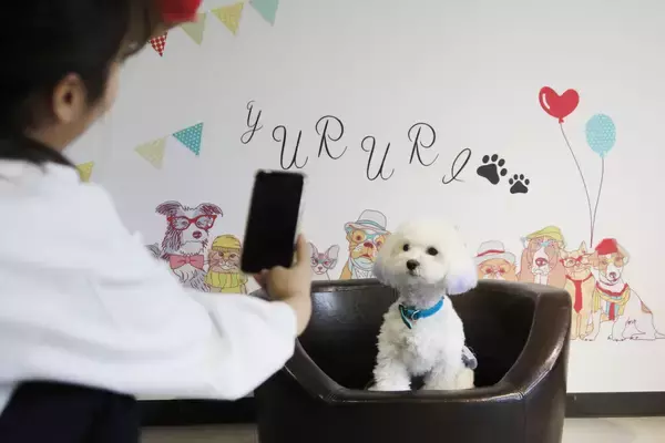「【旅好きインフルエンサー必見】SNSアンバサダー募集開始！安定収益につながる新プログラム｜2026年5月11日より」の画像