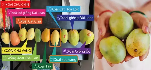 「［博士のドライフルーツ］がコンフェックス（株）の発行する マーケティングブック「CHICOTTO 2026・春夏号」に掲載されました！」の画像