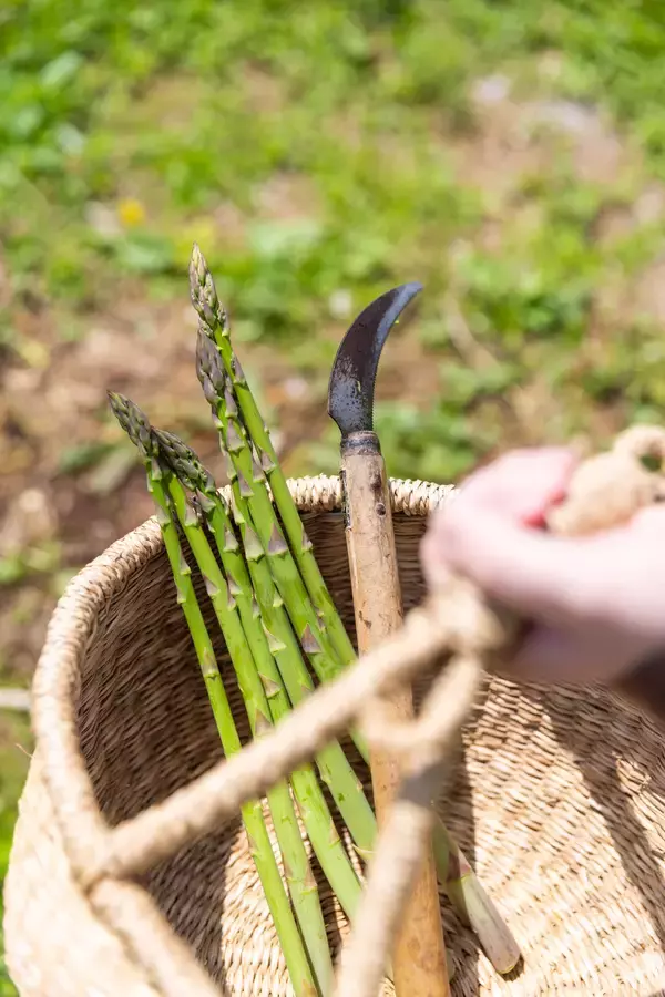 「桜・新緑・春紅葉・雪山、4つの季節が一度に交差する、春のニセコへ　ニセコユナイテッドのリフト券が最大半額　5月6日まで営業予定！」の画像