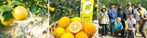 「『道の駅そらっと牧之原』に牧之原市の新たな特産品“波乗りレモン”の波が遂に到来！「波乗りレモンフェア」を2/7～23で開催！期間限定の爽やかな味わいをご提供」の画像