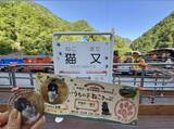 「黒部峡谷鉄道　宇奈月～猫又間開通100周年記念「うちの子ねこきっぷ＆缶バッジ」プレゼント！」の画像1