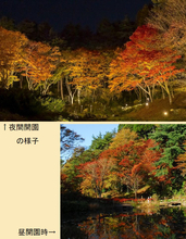 【六甲高山植物園】「紅葉」ひと足早く、まもなく見頃！～10/31（土）から11/15（日）は、夜間延長営業～