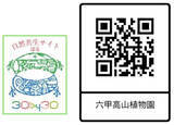 「六甲高山植物園 シーボルトが紹介した幻のアジサイシチダンカ見頃＆アジサイ園期間限定公開中！」の画像2