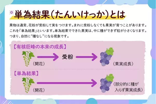 「ＪＡタウン「博多うまかショップ」で規格外の「福岡県産巨峰」を特別価格で販売！」の画像