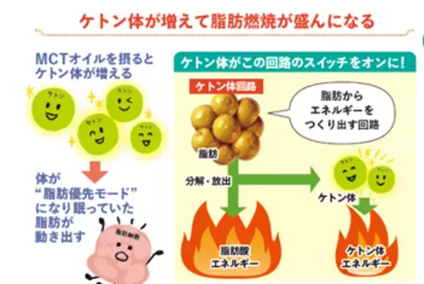 「腸疾患治療の第一人者・松生恒夫先生が大注目！「脂肪燃焼」だけじゃない、消化器内科医が提唱する「腸内環境リセット」効果も　～基礎代謝が上がる冬にこそ注目したい、MCTオイルの健康長寿力～」の画像
