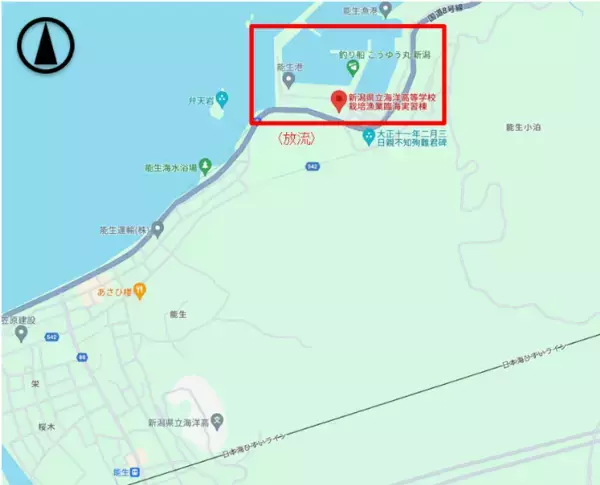 「近畿大学と新潟県立海洋高校が高大連携で取り組む海づくり　育てたノドグロ稚魚約1,500尾を日本海に放流」の画像