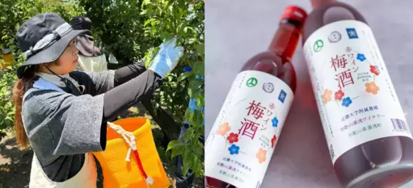近畿大学附属湯浅農場産の南高梅を使用した「赤ワイン梅酒」　数量限定販売、湯浅町のふるさと納税返礼品としても提供