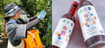 近畿大学附属湯浅農場産の南高梅を使用した「赤ワイン梅酒」　数量限定販売、湯浅町のふるさと納税返礼品としても提供