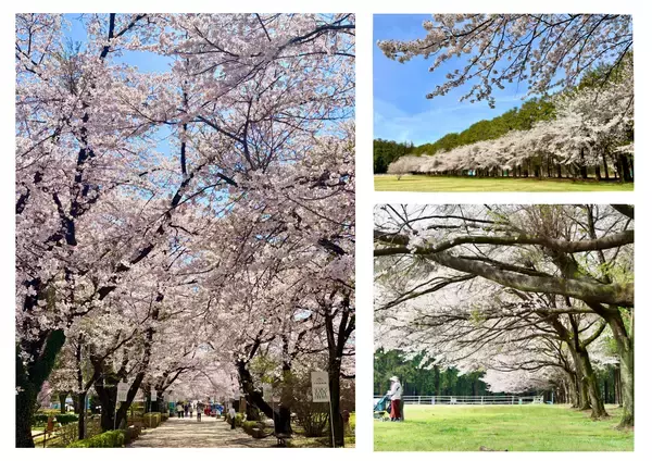 【満開速報】約300m「桜のトンネル」が今週見頃！那須千本松牧場で「桜×どうぶつ×食×音楽」のお花見イベント