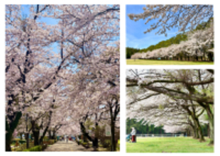 【満開速報】約300m「桜のトンネル」が今週見頃！那須千本松牧場で「桜×どうぶつ×食×音楽」のお花見イベント