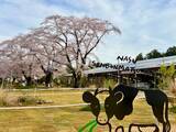 「【満開速報】約300m「桜のトンネル」が今週見頃！那須千本松牧場で「桜×どうぶつ×食×音楽」のお花見イベント」の画像3