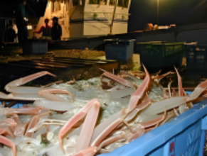 島根県・隠岐諸島「松葉ガニ漁」今年も解禁！11月26日初売り“伝統の篭漁が支える、冬の至宝の鮮度と美しさ”