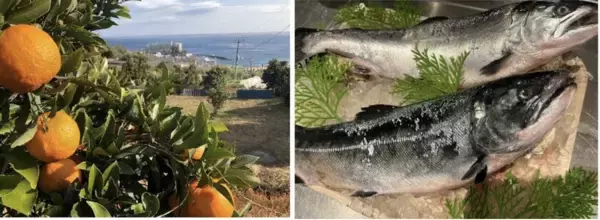 「熱海発「柑橘で育てたサクラマス」熱海だいだいサクラマスが味わえる海鮮丼がゴールデンウィーク限定で解禁！！」の画像