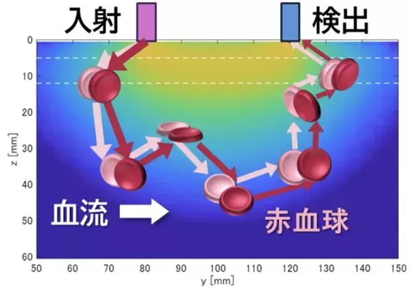 「理工学部 小野 弓絵 教授の大学発ベンチャーと明治大学が新株予約権を対価とする知的財産権の譲渡契約を締結」の画像
