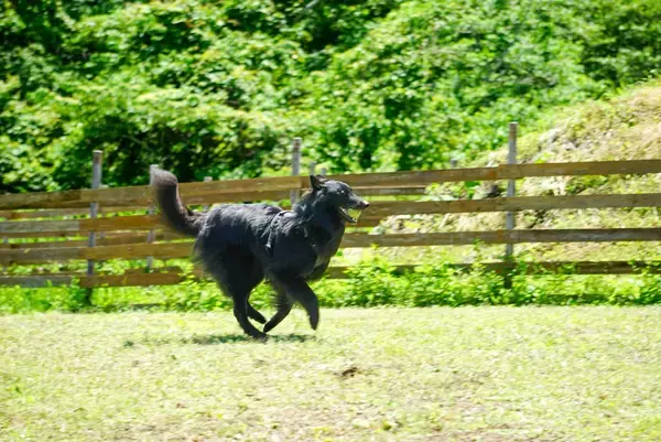 「愛犬と夏を涼しく楽しむ2日間！黒姫GREENGARDENで「第4回ゆるっとにくきゅうフェス」開催」の画像
