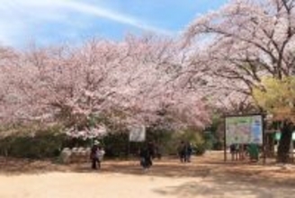 【清水公園】3/14からさくらまつり開催！