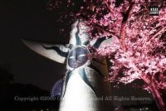 今春、忘れられない夜桜美！圧巻の5500本の桜が光りを纏う！　万博記念公園「SAKURA EXPO 2026」開催