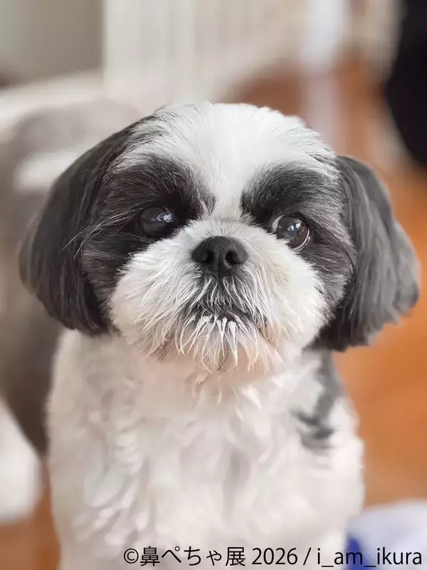 「ぶひ可愛い♪パグ・シーズーなど「鼻ぺちゃ犬」作品が名古屋に集結「鼻ぺちゃ展2026」5/2(土)～開催！会場限定グッズも多数展開」の画像
