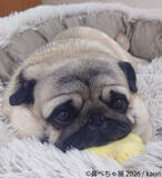 「ぶひ可愛い♪パグ・シーズーなど「鼻ぺちゃ犬」作品が名古屋に集結「鼻ぺちゃ展2026」5/2(土)～開催！会場限定グッズも多数展開」の画像3