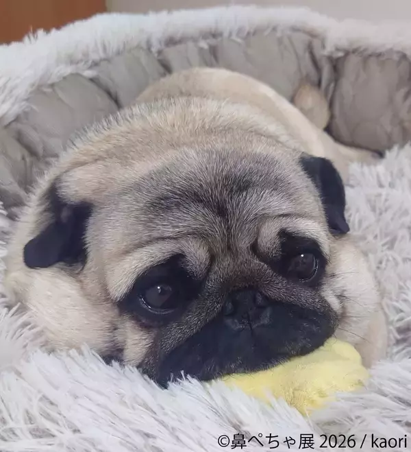 「ぶひ可愛い♪パグ・シーズーなど「鼻ぺちゃ犬」作品が名古屋に集結「鼻ぺちゃ展2026」5/2(土)～開催！会場限定グッズも多数展開」の画像