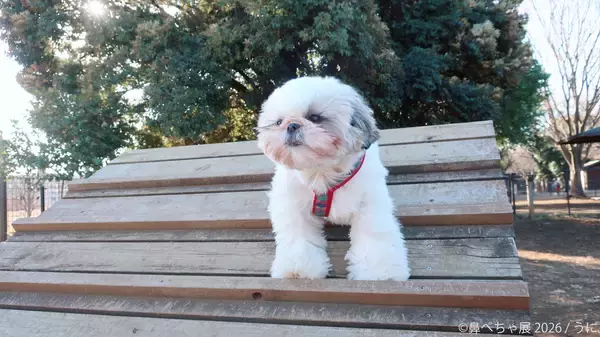 「ぶひ可愛い♪パグ・シーズーなど「鼻ぺちゃ犬」作品が名古屋に集結「鼻ぺちゃ展2026」5/2(土)～開催！会場限定グッズも多数展開」の画像