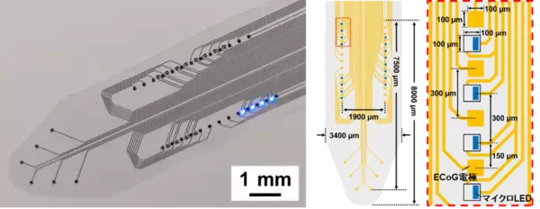 【名城大学】マウス脳を広域カバーするフィルム型神経デバイスを開発