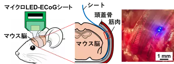 「【名城大学】マウス脳を広域カバーするフィルム型神経デバイスを開発」の画像