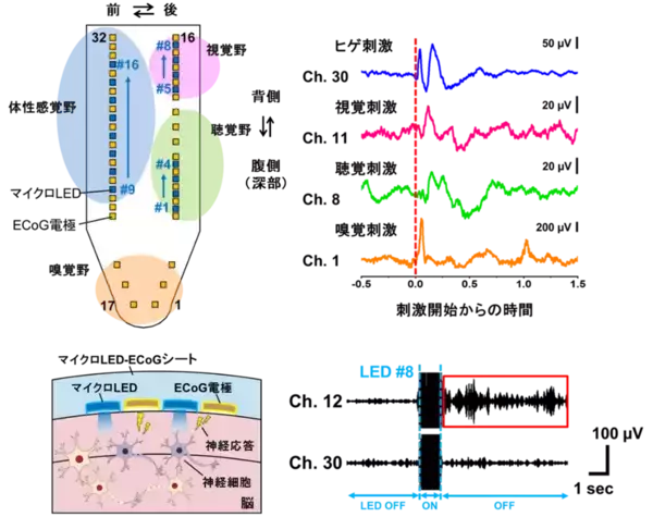 「【名城大学】マウス脳を広域カバーするフィルム型神経デバイスを開発」の画像