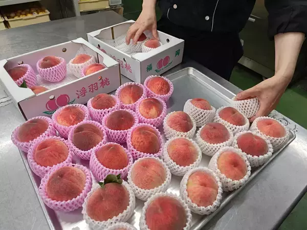 「北九州・千草ホテル、毎年完売の「うきはの桃まるごとパルフェ」を7/1より提供　料理長が五感で見極める”完熟桃”を贅沢に一玉使用」の画像