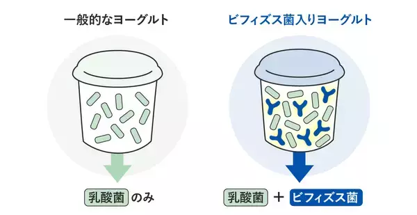 「“なんとなく選び”はもう卒業　迷わないためのヨーグルトの選びの3ステップ　管理栄養士・柴田真希先生監修の新着コラムを公開」の画像