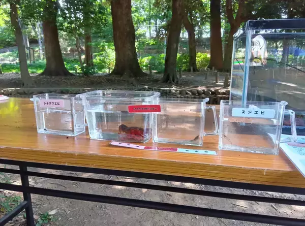 和田堀公園で自然ふれあいイベント「和田堀まるごとミュージアム」を開催します【7月25日（土）】
