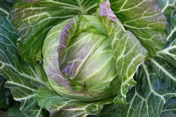 「【ラ・メゾン】福岡食材を愉しむ『ごちそうふくおかフェア』2月1日から開催！」の画像