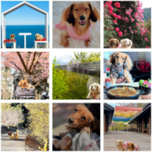 ペットツーリズム特化マーケティング企業・株式会社犬旅、「長野を代表する企業100選」に選出