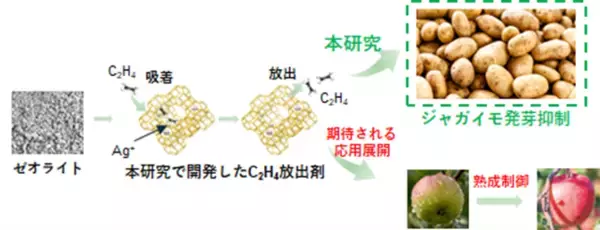 エチレンガスを持続的に放出できる固体材料を開発　～農産物の追熟や鮮度保持への応用に期待～