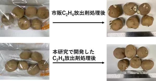 「エチレンガスを持続的に放出できる固体材料を開発　～農産物の追熟や鮮度保持への応用に期待～」の画像