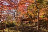 「【六義園】10月17日（土）～12月６日（日）開催秋の六義園～大名庭園で日本文化に親しもう～」の画像4