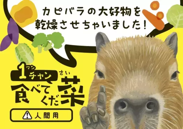 カピバラの大好物の野菜をそのまま乾燥　赤ちゃん誕生で話題の竹島水族館に“人も食べられる”新土産が登場