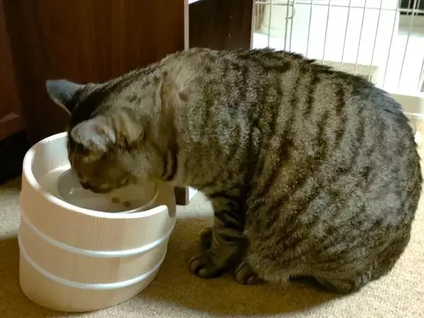 「愛猫の食べる時間を大切に「ねこ桶お膳」　「Makuake」にて販売開始！」の画像