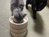 「愛猫の食べる時間を大切に「ねこ桶お膳」　「Makuake」にて販売開始！」の画像3