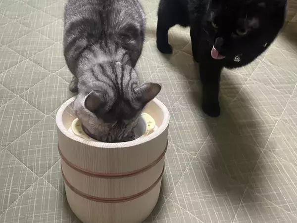 「愛猫の食べる時間を大切に「ねこ桶お膳」　「Makuake」にて販売開始！」の画像