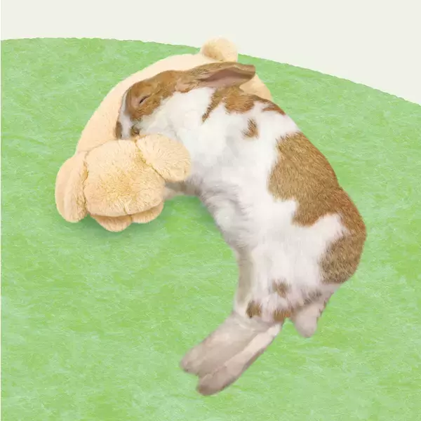 「ドギーマンハヤシの小動物ブランド「ミニアニマン」から　うさちゃん専用枕『うさぴた枕』が2月20日に発売！」の画像