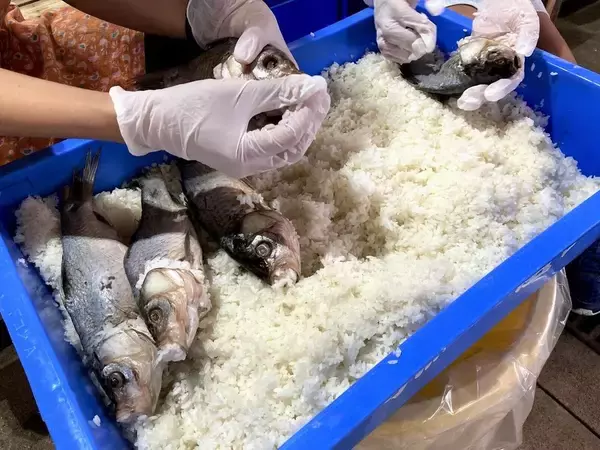 「～ 沖島で滋賀県の郷土料理「鮒ずし」を作ってみませんか ～「鮒ずし作り体験クルーズ2026」申込受付を開始します」の画像