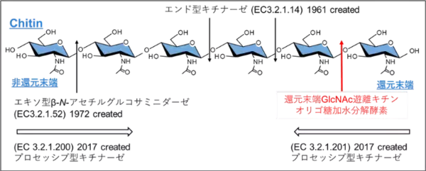 キチンを分解する新しいタイプの酵素「MoChia1」を発見　イネの重大な病害「いもち病菌」の感染を防ぐ薬剤の開発に寄与