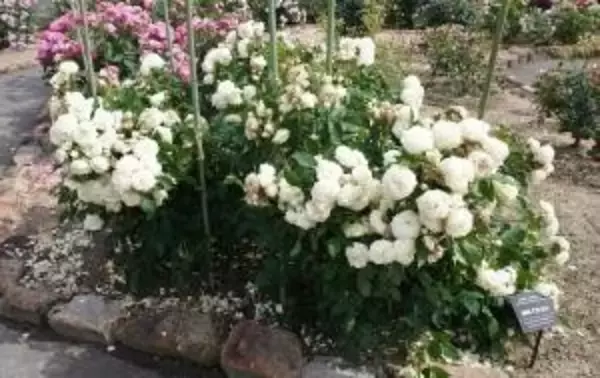 「【ばらのまち福山】あなたの1票で新しい"ばら"の愛称が決まる！世界バラ会議大会記念ばら・福山市長賞受賞ばらの愛称の一般投票受付中」の画像